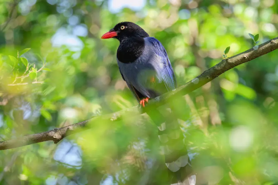 台湾の野鳥